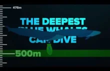 Oceaniczne głębokości