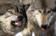Rosyjskie wilki terroryzują białoruskie wsie