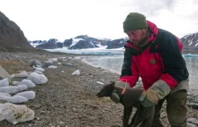 Arktyczny lis przebiegł z Norwegii do Kanady