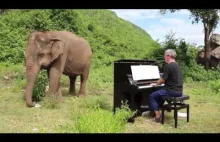 Pan gra Bacha na pianinie dla niewidomej słonicy