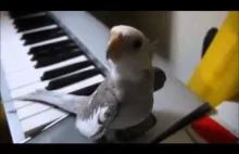 Śpiewająca papuga ;-)