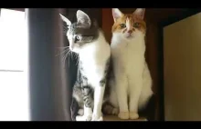 Dwa najbardziej różne koty na świecie