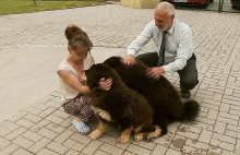 Komornik zlicytował dwa rasowe psy, żeby odzyskać pieniądze.