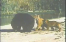 Spotkanie tygrysów bengalskich i niedźwiedzia himalajskiego