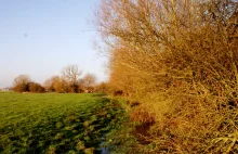 Port Meadow, czyli oksfordzki sposób na odpoczynek