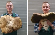 Borowik - gigant. Olbrzymi grzyb znaleziony w Wielkopolsce