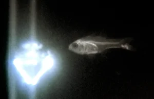 Niesamowite zjawisko samoobrony ryb
