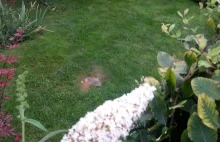 Co tam papuga w ogrodzie, ja mam "Kolibra? ";)