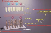 Bakterie są w stanie wyprodukować paliwo z CO2 i energii słonecznej