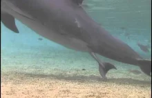 Narodziny delfina