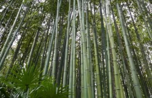 Bambusowi matematycy