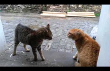 Drobne nieporozumienie między kotami