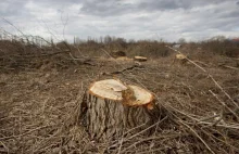 Wyciął ze swojej działki 150 drzew. Zapłaci 15 mln zł kary!