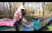 Pszczela wiosna (film dokumentalny 9:17)