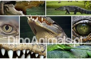 Aligator, krokodyl, kajman, gawial - podobieństwa i różnice