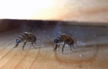 Pszczele robotnice wysyłają sygnał "ILS" do naprowadzania innych pszczół