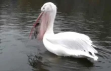 Pelikan połyka gołębia na żywca