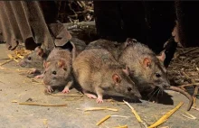 Zmutowane szczury atakują Wielką Brytanię