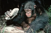 Epoka kamienia szympansów - małpy wytwarzają kamienne narzędzia
