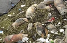 Około tysiąc martwych kaczek wyłowiono w Chinach