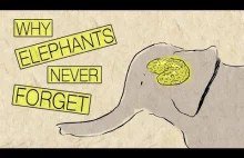 Dlaczego słonie nie zapominają