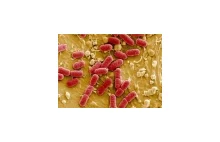 Niemiecka bakteria Escherichia coli nigdy wcześniej nie została wyizolowana!