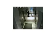 Męzczyzna zostawił psa na smyczy przed windą...