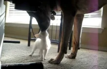 Stary pies po raz pierwszy w życiu widzi kotka