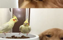 Pies i papugi