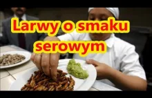 Jedzenie owadow, larwy o smaku serowym vs polskie podniebienie.
