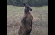 A ty co zrobisz gdy zapuka ci kangur przez okno