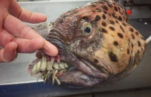 Potwory z morskich głębin istnieją. Niesamowite zdjęcia rybaka