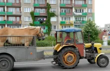 Alternatywy 4, czyli kilka scen z życia spółdzielni mieszkaniowych :)