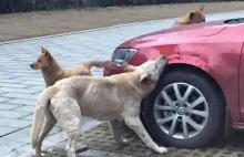 Kierowca kopnął bezpańskiego psa. Ten wrócił z kolegami i pogryzł mu samochód