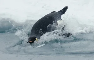 Pingwiny potrafią obliczyć, jak długo nurkują