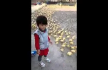 5000 małych kaczek pierwszy raz woduje