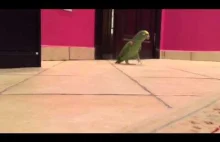 Papużka śmieszka