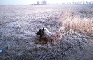 Pies był głodny i wychłodzony, miał zaszronioną sierść – z pomocą przyszli...