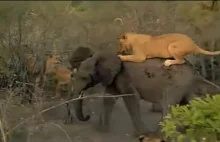 Lwy atakujące słonia. I to tuż obok samochodu filmowców.