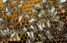 naukowcy wiedzą już co stoi za zmniejszaniem się populacji pszczół.