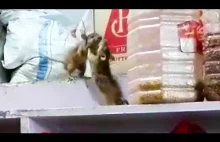 Dwa walczące szczury w sklepie