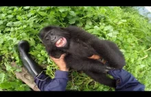 GoPro: Łaskotanie goryla