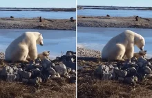 Naukowcy zarejestrowali niezwykłe zachowanie niedźwiedzia polarnego