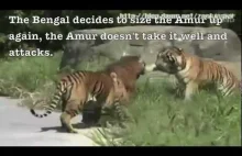 Tygrys syberyjski w starciu z tygrysem bengalskim.