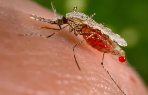 Aplikacja na telefon pomoże walczyć z... komarami