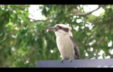 Kookaburra kradnie jedzenie z czyjegoś talerza