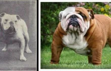 Jak zmieniły się wzorce ras psów przez 100 lat [ENG]