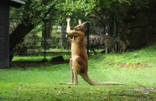 Kangur przyłapany na podziwianiu swoich własnych bicepsów