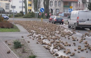 Gruba warstwa buraków na ulicach Sztumu - Strefa Agro pomorskie