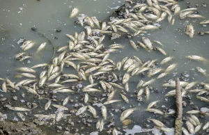 Setki śniętych ryb w kanale w Bylinie, mieszkańcy nie mogą wytrzymać